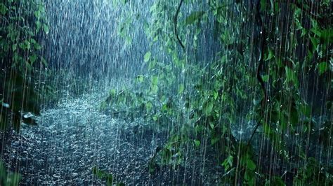 什麼動物下雨天出來，雨天裡，鳥兒是否也像人一樣，會選擇躲在屋檐下避雨呢？或者，我們是否可以想像，在那灰蒙蒙的天際之下，有著一隻獨特的鳥，它在雨中飛舞，似乎在訴說著一首未完成的詩篇？